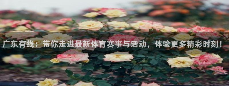 熊猫怎样直播：广东有线：带你走进最新体育赛事与活动，体验更多精彩时刻！